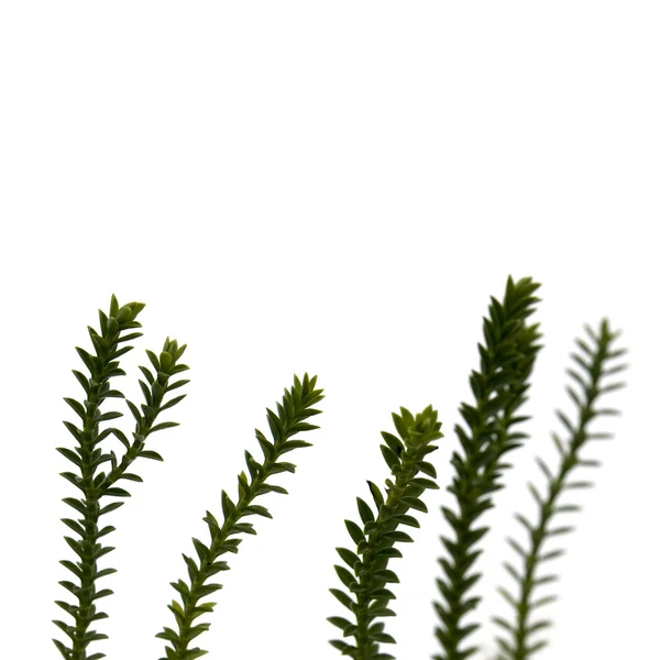 Fem färska gröna grenar — Stockfoto