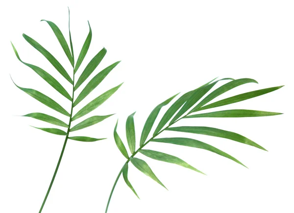 Пальмовим листям рослин Стокове Фото