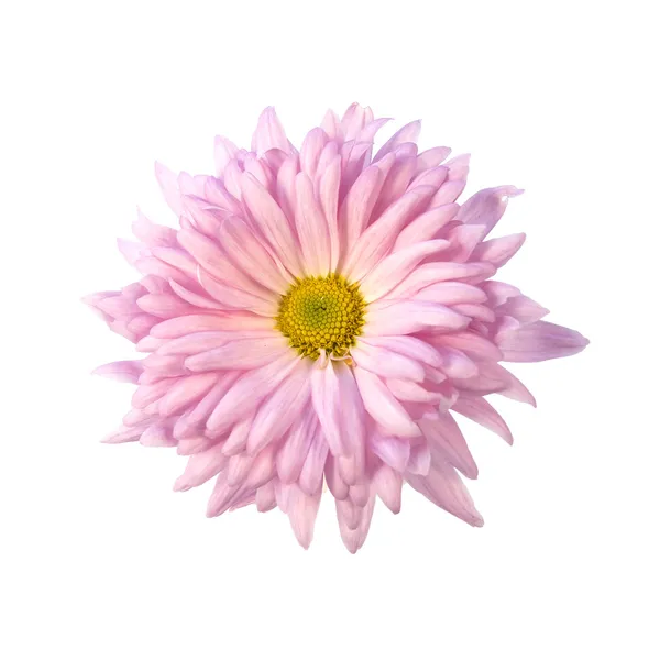 Pembe kasımpatı çiçeği