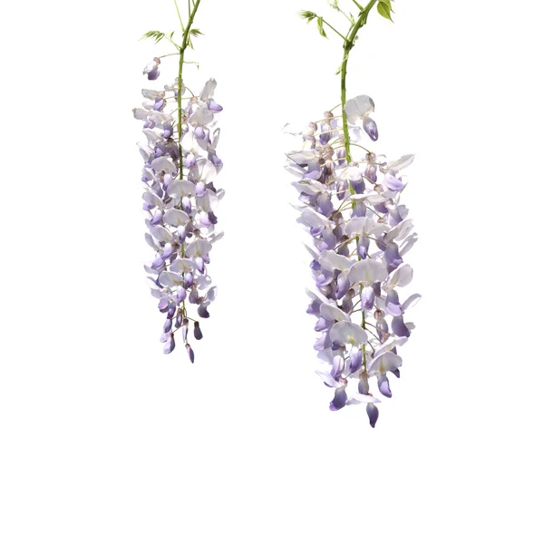 Flores da árvore wisteria — Fotografia de Stock