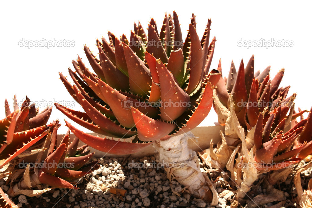 Red Succulent Plant