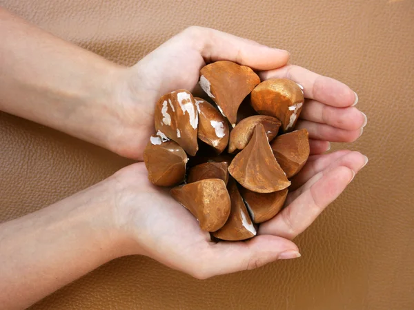 Female Holding Palm Seeds — Stock Photo, Image