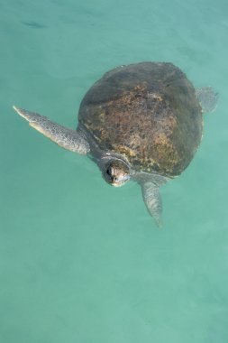 yeşil deniz kaplumbağası