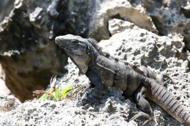 Kayadaki iguana
