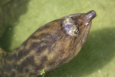 yumuşak kaplumbağa