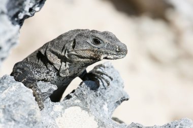 genç bir iguana