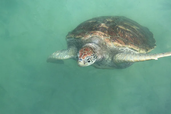 Tartaruga marinha única — Fotografia de Stock