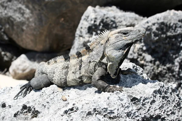 Basking Iguana — Stock Photo, Image