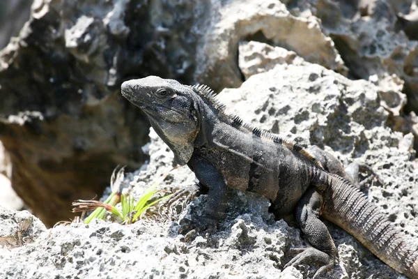 Iguana on the Rock — Stock Photo, Image