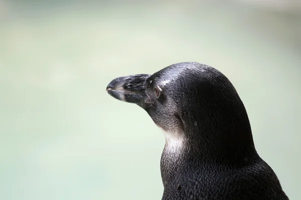 Penguin Detail — Stock Photo, Image