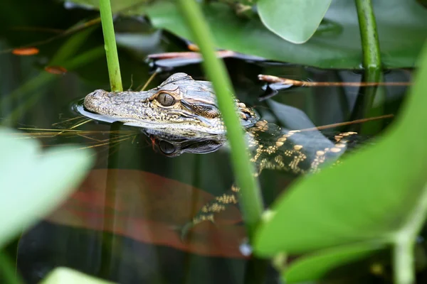 Jeune alligator — Photo