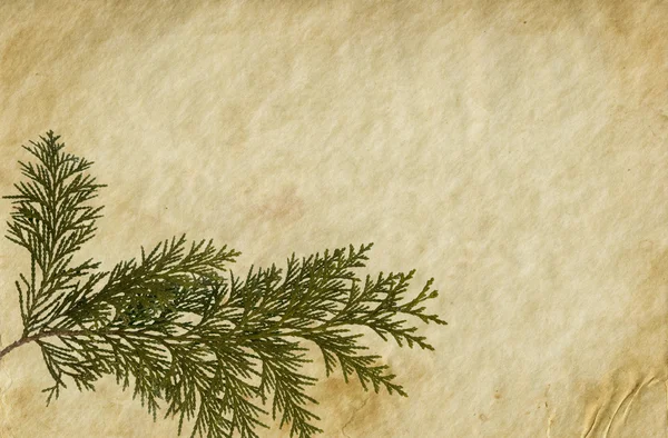 Thuja 小枝との古い紙の背景 — Stockfoto