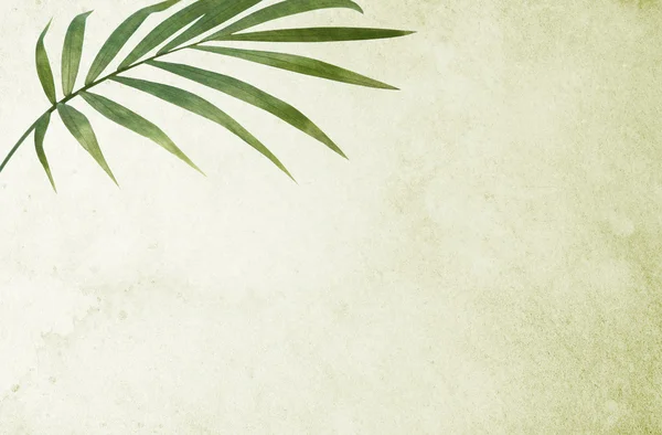 Zelené pozadí s Palmový list — Stock fotografie