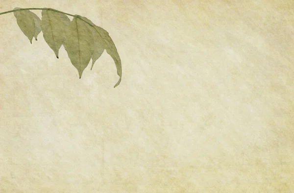 Wisteria Leaf on the Vintage Paper Background — Fotografie, imagine de stoc