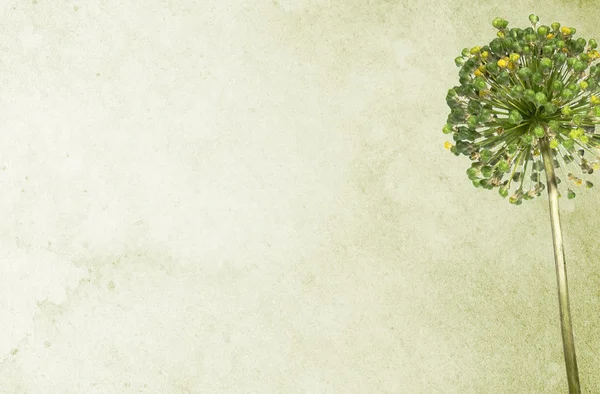 Papier Hintergrund mit grüner Blume — Stockfoto