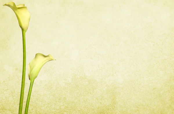 Soft Old Paper Background with Yellow Flowers — Stock Photo, Image