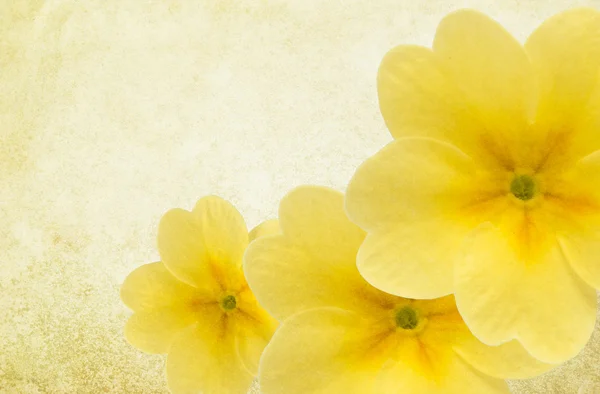 Texturou pozadí s žlutými květy — Stock fotografie