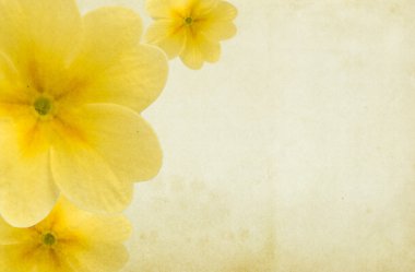 çiçekler sarı kağıt