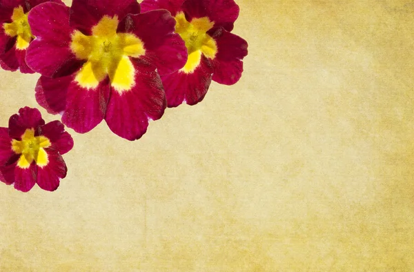 Crimson primula oud papier achtergrond — Stockfoto