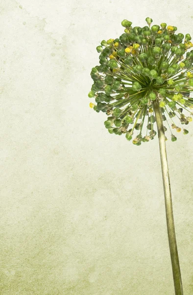 Sfondo di carta macchiata con fiore verde — Foto Stock