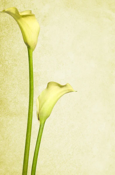 Soft Paper Background with Yellow Flowers — Stock Photo, Image