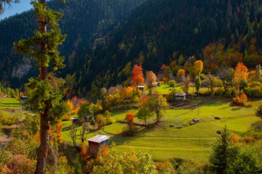 Savsat Artvin Türkiye 'de Sonbahar