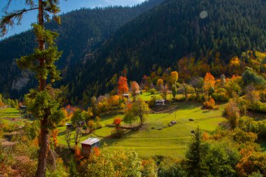 Savsat Artvin Türkiye 'de Sonbahar