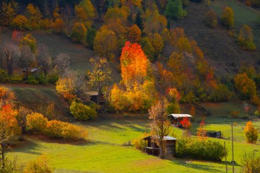 Savsat Artvin Türkiye 'de Sonbahar