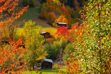 Savsat Artvin Türkiye 'de Sonbahar
