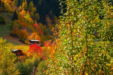 Savsat Artvin Türkiye 'de Sonbahar
