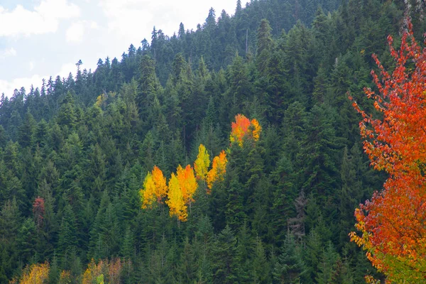 Savsat Artvin Türkiye 'de Sonbahar