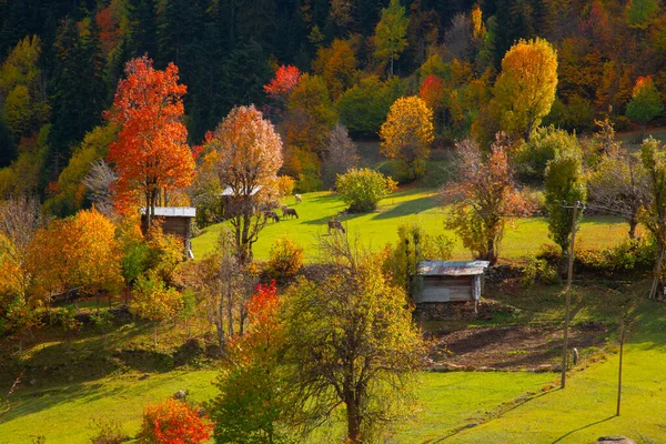 Automne Dans Savsat Artvin Turquie — Photo