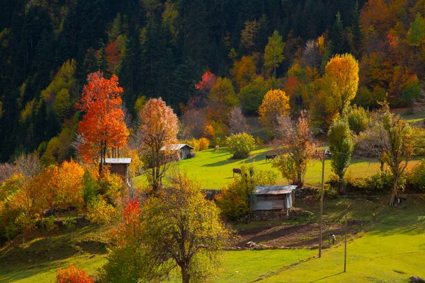 Осень Савсат Артвин Турция — стоковое фото