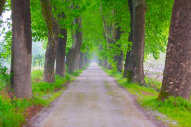 Ağaç dallarından düşen renkli ağaç yaprakları. Parkway. Dudakli, Bursa, Türkiye.