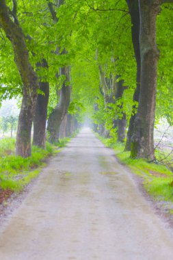 Ağaç dallarından düşen renkli ağaç yaprakları. Parkway. Dudakli, Bursa, Türkiye.