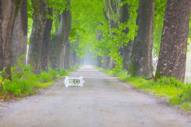 Ağaç dallarından düşen renkli ağaç yaprakları. Parkway. Dudakli, Bursa, Türkiye.