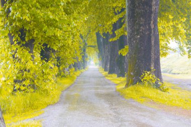 Ağaç dallarından düşen renkli ağaç yaprakları. Parkway. Dudakli, Bursa, Türkiye.