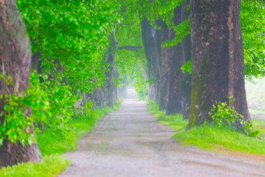 Ağaç dallarından düşen renkli ağaç yaprakları. Parkway. Dudakli, Bursa, Türkiye.
