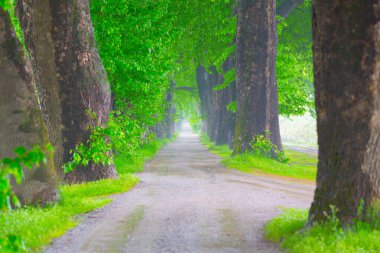 Ağaç dallarından düşen renkli ağaç yaprakları. Parkway. Dudakli, Bursa, Türkiye.