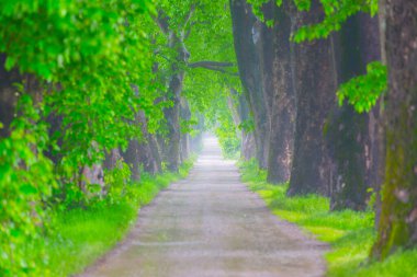Ağaç dallarından düşen renkli ağaç yaprakları. Parkway. Dudakli, Bursa, Türkiye.