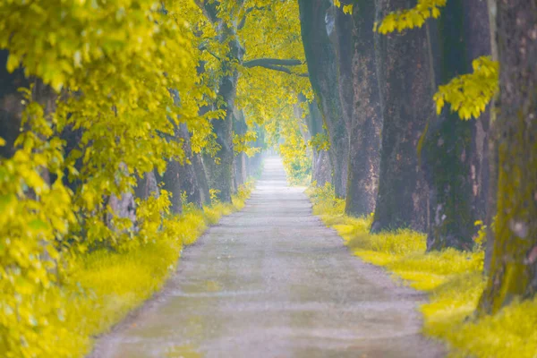 Folhas Árvores Coloridas Caídas Galhos Árvores Parkway Dudakli Bursa Turquia — Fotografia de Stock