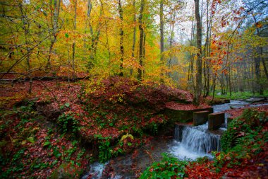 Sonbahar orman manzarası ahşap iskeleli suya yansıyor - Yedigoller Park Bolu, Türkiye 'de sonbahar manzarası (yedi göl)
