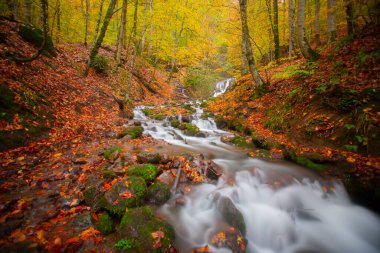 Sonbahar orman manzarası ahşap iskeleli suya yansıyor - Yedigoller Park Bolu, Türkiye 'de sonbahar manzarası (yedi göl)