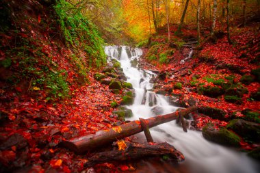 Sonbahar orman manzarası ahşap iskeleli suya yansıyor - Yedigoller Park Bolu, Türkiye 'de sonbahar manzarası (yedi göl)