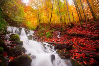 Sonbahar orman manzarası ahşap iskeleli suya yansıyor - Yedigoller Park Bolu, Türkiye 'de sonbahar manzarası (yedi göl)