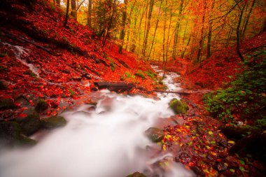 Sonbahar orman manzarası ahşap iskeleli suya yansıyor - Yedigoller Park Bolu, Türkiye 'de sonbahar manzarası (yedi göl)