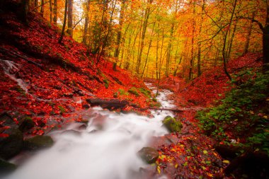 Sonbahar orman manzarası ahşap iskeleli suya yansıyor - Yedigoller Park Bolu, Türkiye 'de sonbahar manzarası (yedi göl)