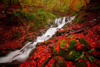Sonbahar orman manzarası ahşap iskeleli suya yansıyor - Yedigoller Park Bolu, Türkiye 'de sonbahar manzarası (yedi göl)
