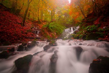 Sonbahar orman manzarası ahşap iskeleli suya yansıyor - Yedigoller Park Bolu, Türkiye 'de sonbahar manzarası (yedi göl)