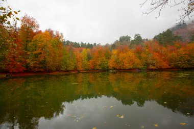 Sonbahar orman manzarası ahşap iskeleli suya yansıyor - Yedigoller Park Bolu, Türkiye 'de sonbahar manzarası (yedi göl)